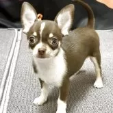 チワワ(スムース)