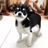 チワワ(ロング)【愛知県・男の子・2025年8月31日・ブラックタン&ホワイト】の写真1「ワクチン2回接種とマイクロチップ装着済みです。」