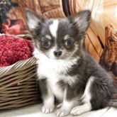 チワワ(ロング)