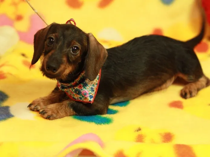 ID:1406-01211の子犬
