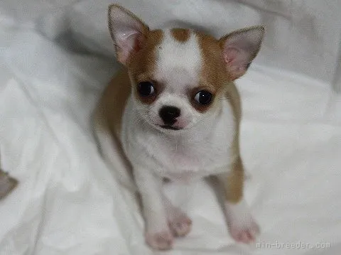 ブーカ 様のお迎えした子犬