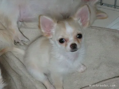 N.Y 様のお迎えした子犬