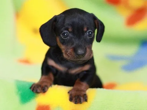 でこりん 様のお迎えした子犬