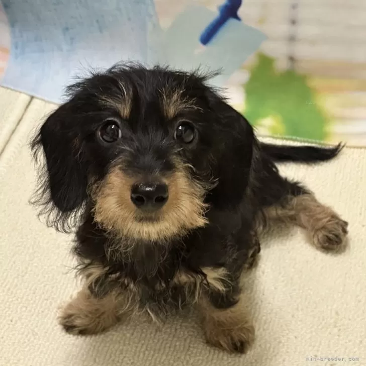 ID:2409-00135の子犬