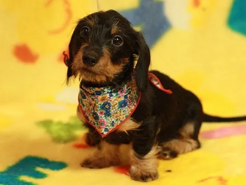 ID：1406-01212の子犬