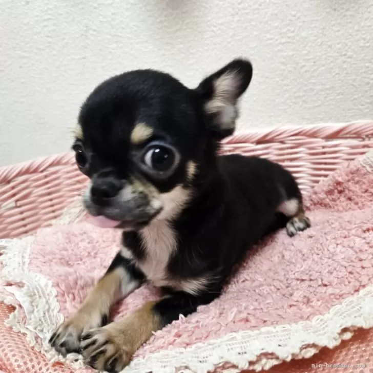 ID:2507-08220の子犬