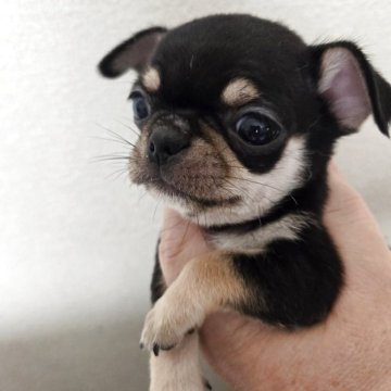 チワワ(スムース)【大阪府・男の子・2025年4月27日・ブラタン】の写真「かわいいスムース君」