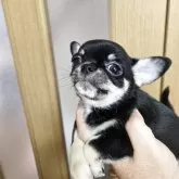 チワワ(スムース)