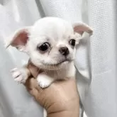 チワワ(ロング)