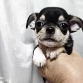 チワワ(スムース)
