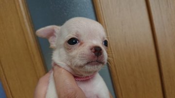 チワワ(スムース)【大阪府・男の子・2019年6月27日・ホワイトクリーム】の写真「お鼻の短いボク」