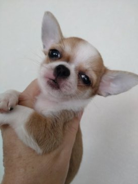 チワワ(スムース)【大阪府・男の子・2021年9月11日・レッド&ホワイト】の写真「くりくり目のはっきりしたお顔」