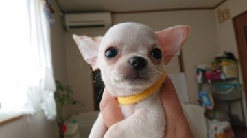 チワワ(スムース)【大阪府・男の子・2019年6月27日・ホワイト&クリーム】の写真「かわいい癒し系君」