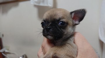 チワワ(スムース)【大阪府・男の子・2019年10月24日・フォーン】の写真「小ぶりで元気にスムース」