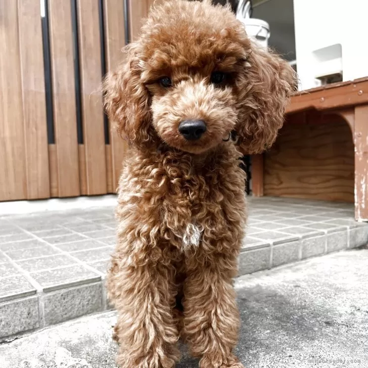 ID:2505-01435の子犬