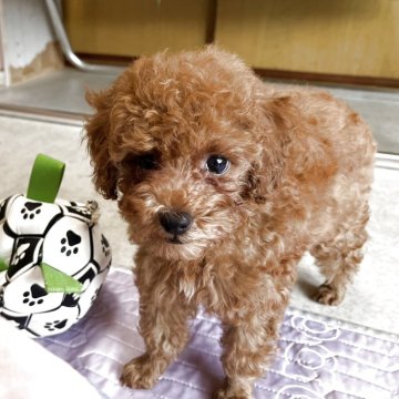 トイプードル(トイ)【神奈川県・男の子・2025年7月5日・レッド】の写真「お目目、まんまる、まずる短めの男の子です。」