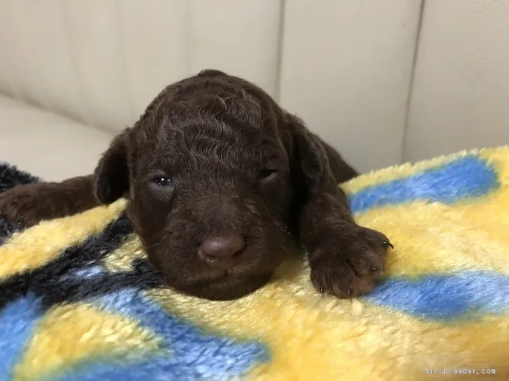 ID：2005-02365の子犬