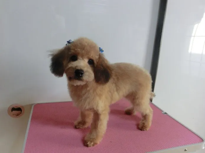 ID：1407-01176の子犬