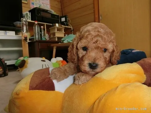 ID：1707-00380の子犬