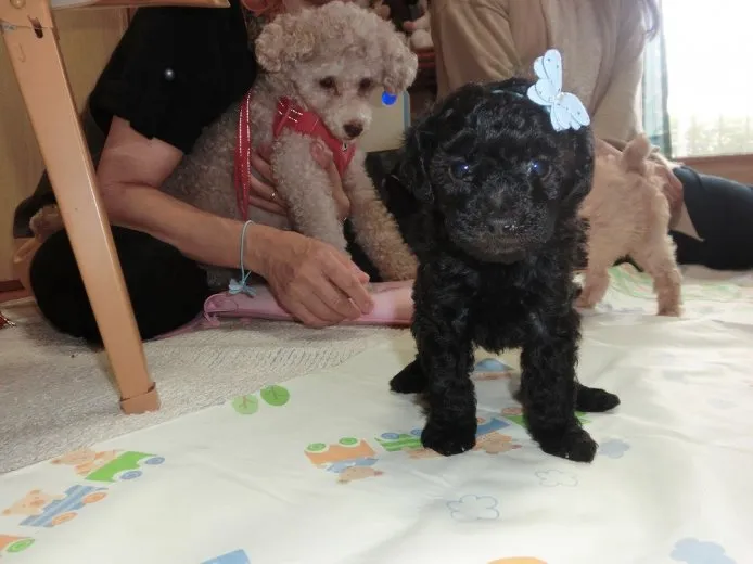 ID：1506-01061の子犬