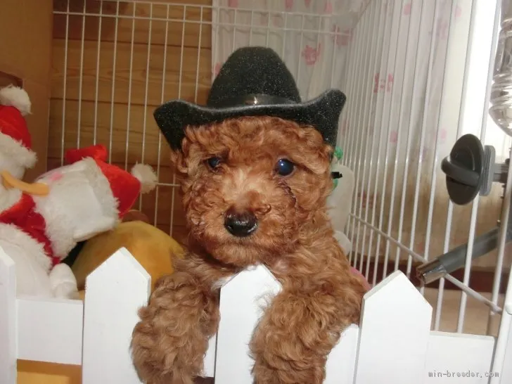 ID：1910-01369の子犬