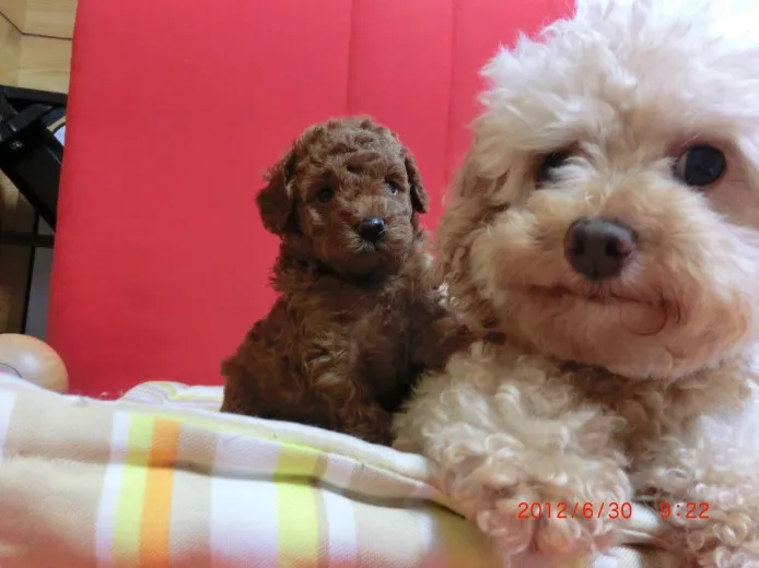 ID：1206-00417の子犬