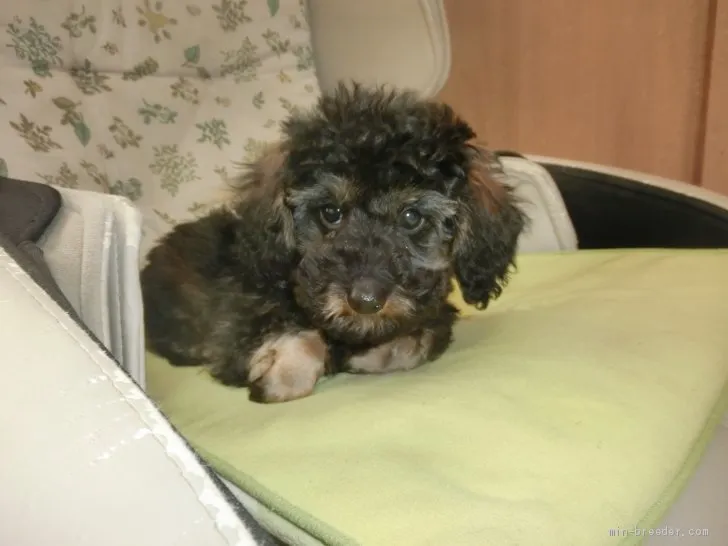 ID：1910-02455の子犬