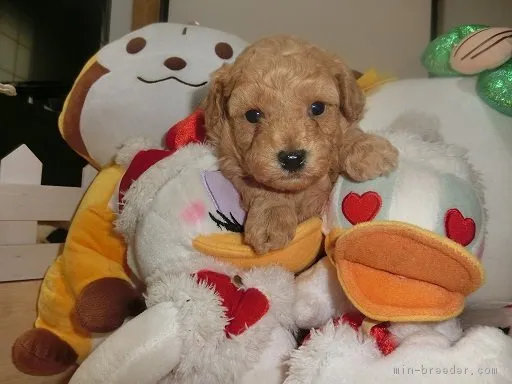 choco 様のお迎えした子犬