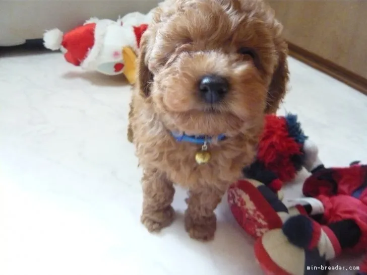 ID：1706-00090の子犬