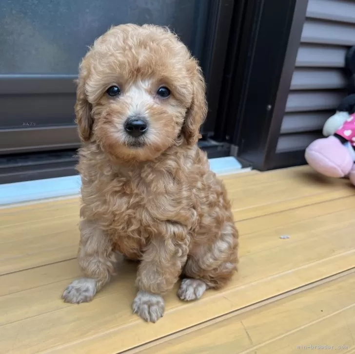 ID:2409-02801の子犬