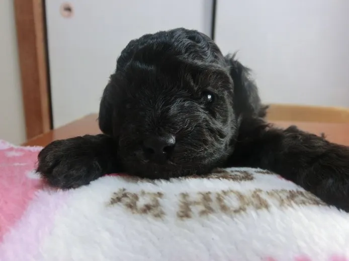 ID：1503-00962の子犬