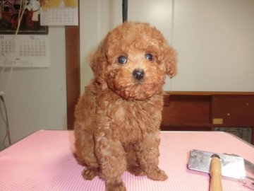 トイプードル(トイ)【神奈川県・男の子・2018年6月9日・レッド】の写真「目のくりっとした、モコモコのワンちゃんです。」