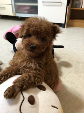 トイプードル(トイ)【神奈川県・男の子・2022年2月14日・レッド】の写真「お鼻真っ黒のちょっと小粒のワンちゃんです。」