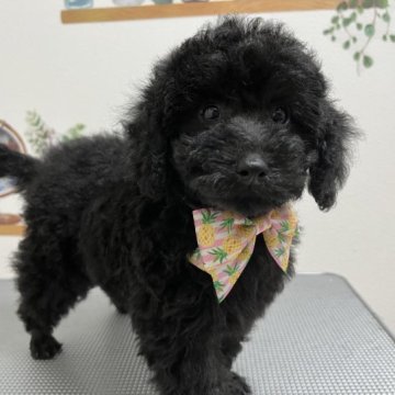 トイプードル(トイ)【神奈川県・女の子・2023年6月30日・ブラック】の写真「毛量モコモコ。熊🐻みたいな女の子です。」