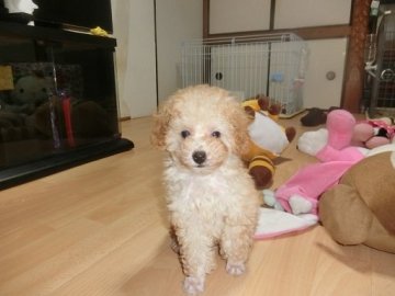 トイプードル(トイ)【神奈川県・男の子・2018年4月16日・ホワイト】の写真「お目目のかわいい、お鼻まっ黒なワンちゃんです。」