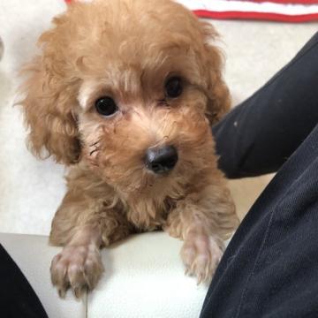 トイプードル(トイ)【神奈川県・男の子・2022年7月18日・アプリコット】の写真「身体がっしりのワンちゃんです。」