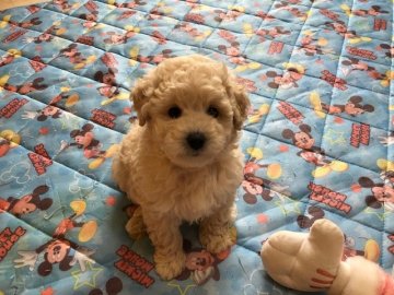 トイプードル(トイ)【神奈川県・男の子・2019年12月4日・クリーム】の写真「毛量モコモコ　まるでシロクマみたいです。」