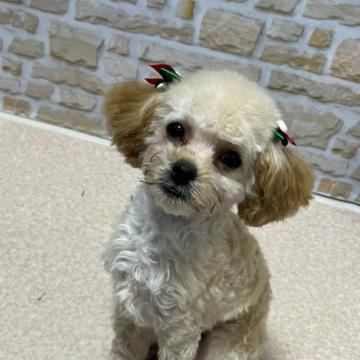 トイプードル(タイニー)【神奈川県・女の子・2022年8月12日・アプリコット】の写真「ちょっと小粒！毛量モコモコのワンちゃんです！」