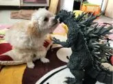 トイプードル(トイ)【神奈川県・女の子・2022年8月12日・アプリコット】の写真2「GODZILLAとキス！」