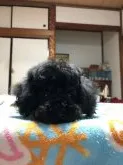 トイプードル(トイ)【神奈川県・男の子・2019年1月27日・ブラックタン】の写真4
