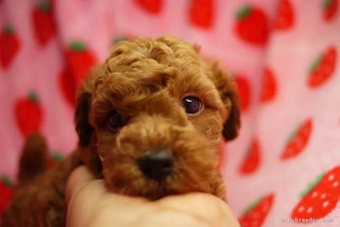 ポッキー家族 様のお迎えした子犬