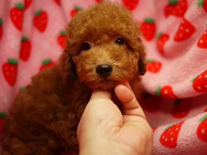 さはし 様のお迎えした子犬