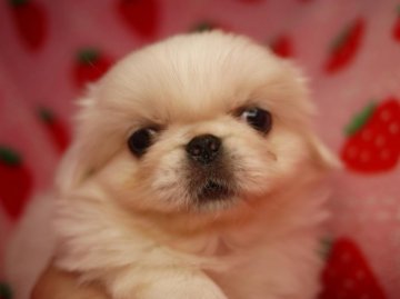 ペキニーズ【愛知県・女の子・2014年3月4日・ホワイト】の写真「ほんわかムードの女の子」