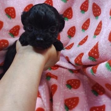 ミックス(チワワ×プードル)【愛知県・女の子・2022年8月28日・ブラック&ホワイト】の写真「おっとり系ーーチワワとプードルMIX犬 小ぶり③」