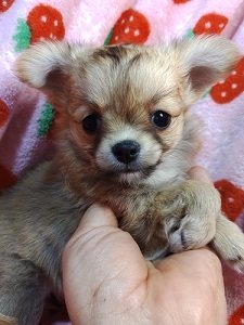 チワワ(ロング)【愛知県・男の子・2022年1月1日・フォーン】の写真「アップルヘッド　短足でかわいいよ　 両親遺伝子検済」