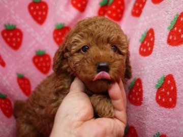 トイプードル(トイ)【愛知県・男の子・2016年12月13日・レッド】の写真「一人っ子の甘えん坊」