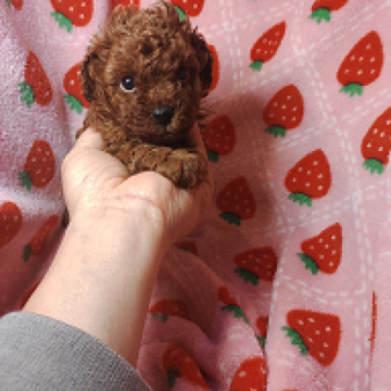 トイプードル(タイニー)【愛知県・女の子・2023年2月25日・レッド】の写真「　たれ目で癒されます　」
