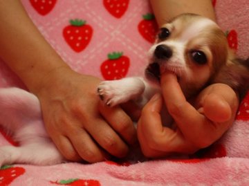 チワワ(ロング)【愛知県・男の子・2013年7月18日・レッド&ホワイト パーティー】の写真「イケメンな男の子　将来楽しみです」