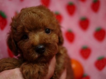 トイプードル(タイニー)【愛知県・女の子・2014年5月20日・レッド】の写真「のんびりマイペース」