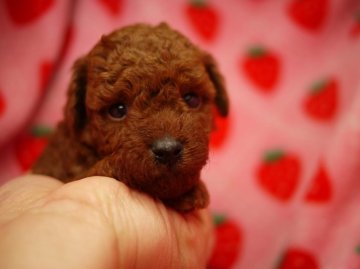 トイプードル(タイニー)【愛知県・女の子・2014年2月22日・レッド】の写真「濃いきれいな子に育ちます　女の子その3」